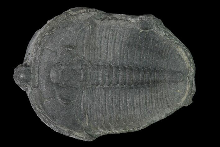 Elrathia Trilobite Fossil - Utah #139560